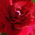 Czerwony  - Róża pnąca climber - Red Parfum
